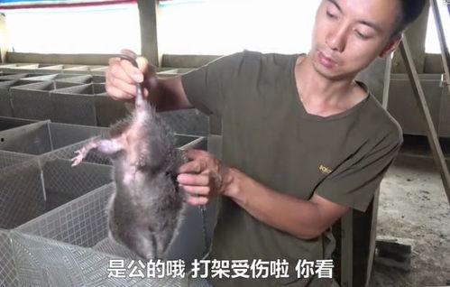 穷人养鼠大法娱乐吃瓜,趣味养鼠,吃瓜乐趣无限 第3张 穷人养鼠大法娱乐吃瓜,趣味养鼠,吃瓜乐趣无限 第3张